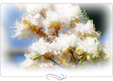 Bachbl�ten - Harmonisierung auf k�rperlicher, seelischer und geistiger Ebene 